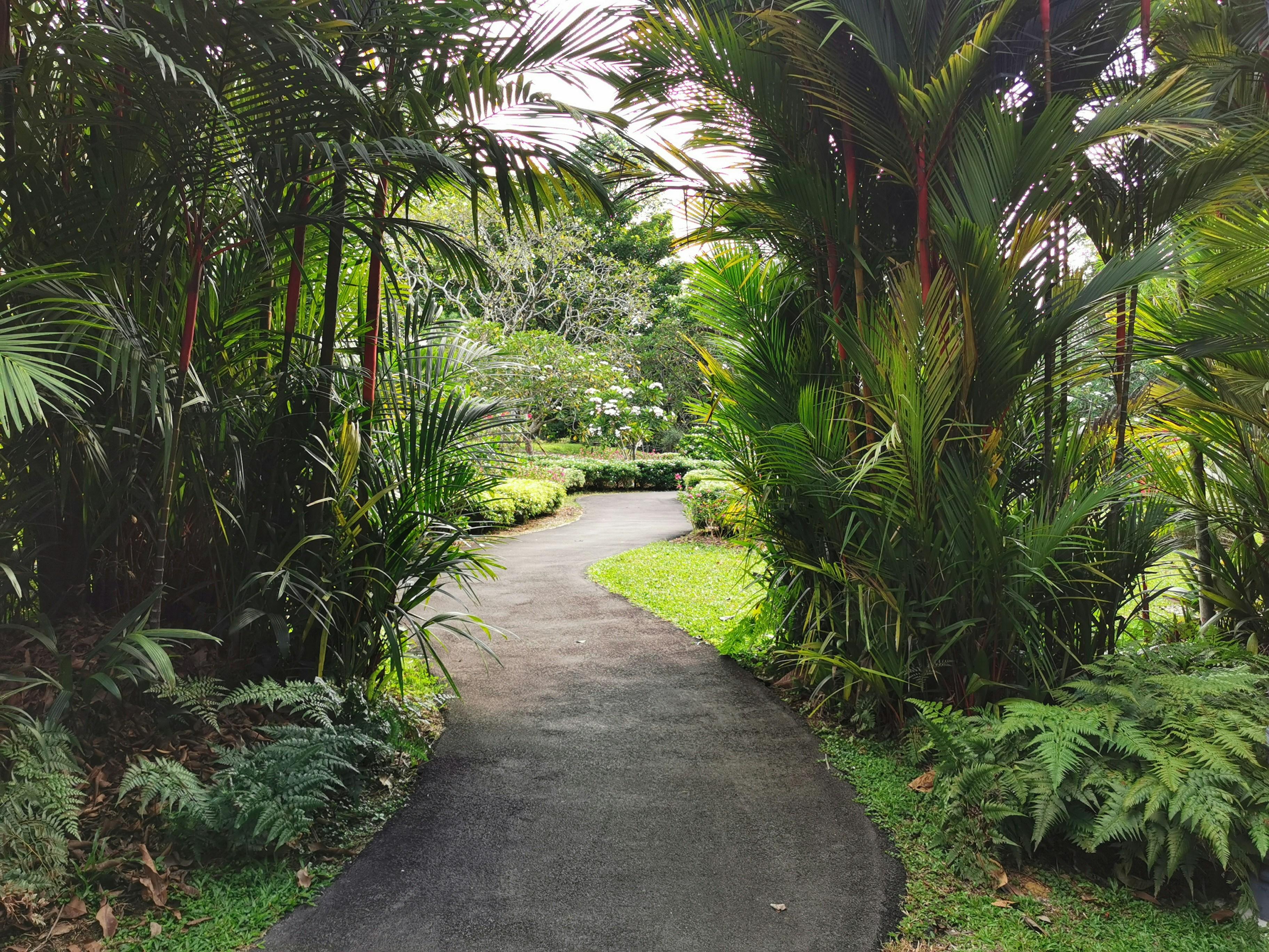 Singapore Botanic Gardens