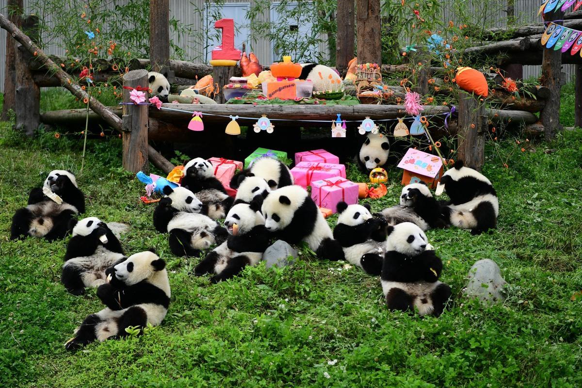 Giant Panda Breeding Base